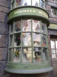 Dogweed and Deathcap shop window