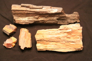 Petrified Wood