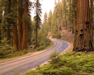 Sequoia National Park 2