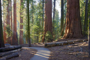 Sequoia National Park - Congress Trail