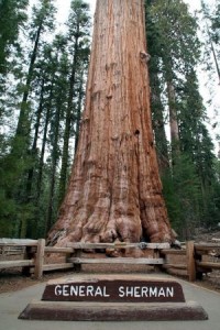 Sequoia National Park - General Sherman tree