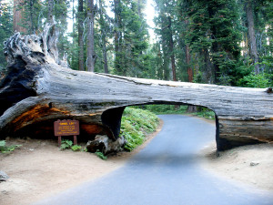 Sequoia National Park - tunnel log