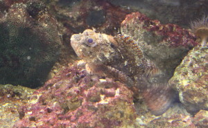 Georgia Aquarium 1