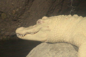 Georgia Aquarium - albino alligator