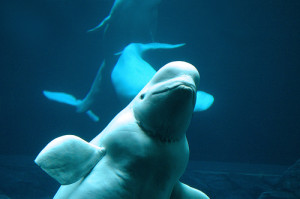 Georgia Aquarium - beluga whale