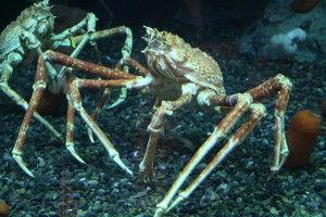 Georgia Aquarium - crab