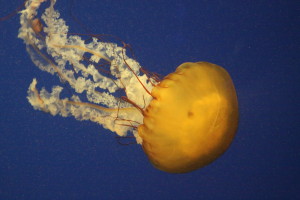 Georgia Aquarium - jellyfish