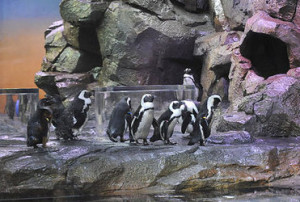 Georgia Aquarium - penguins