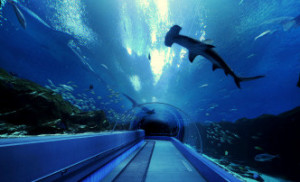 Aquarium Virtual tour