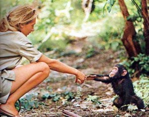 Jane Goodall with chimp 1