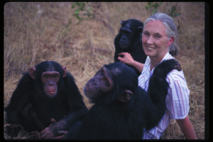 Jane Goodall with chimp 2