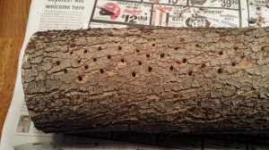 Spring Mantel Decoration - close-up of log