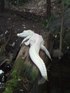 NC Aquarium at Fort Fisher - albino alligator