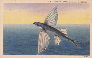 Flying fish vintage postcard
