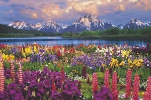 Grand Teton - wild flowers