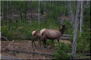 Yellowstone fire- regrowth elk