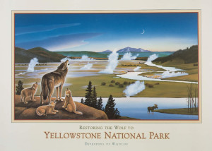 Yellowstone - return of the wolves