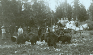 Yellowstone tourists and bears
