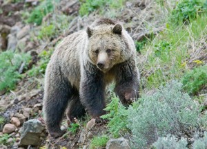 Grizzly Bear, Yellowstone National park