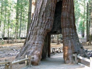 Mariposa Grove - California Tunnel tree
