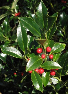 Highclere Holly