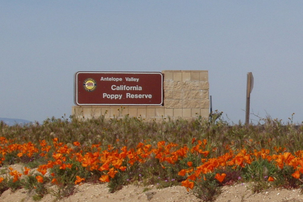 Antelope Valley California Poppy Reserve | The Enchanted Manor