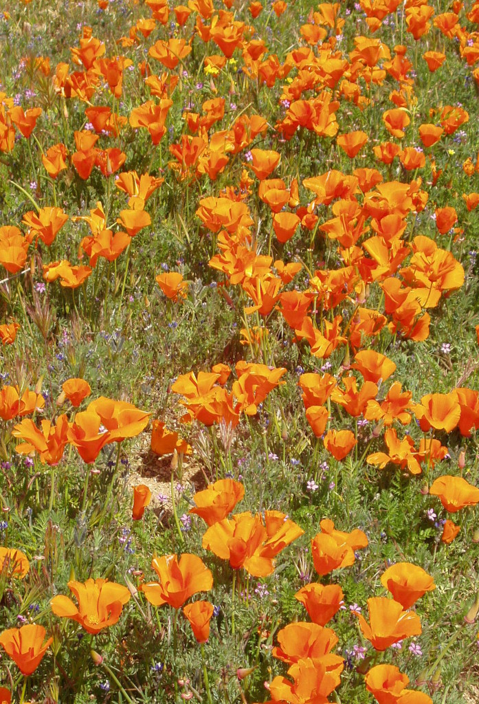 Antelope Valley California Poppy Reserve The Enchanted Manor